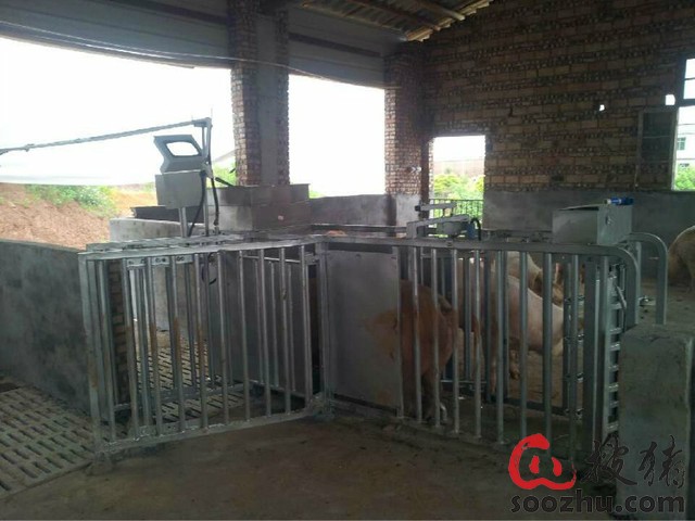 母猪电子饲喂站18639579071